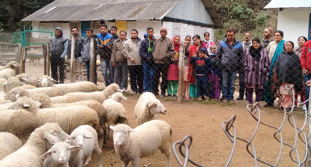 central sheep breeding farm