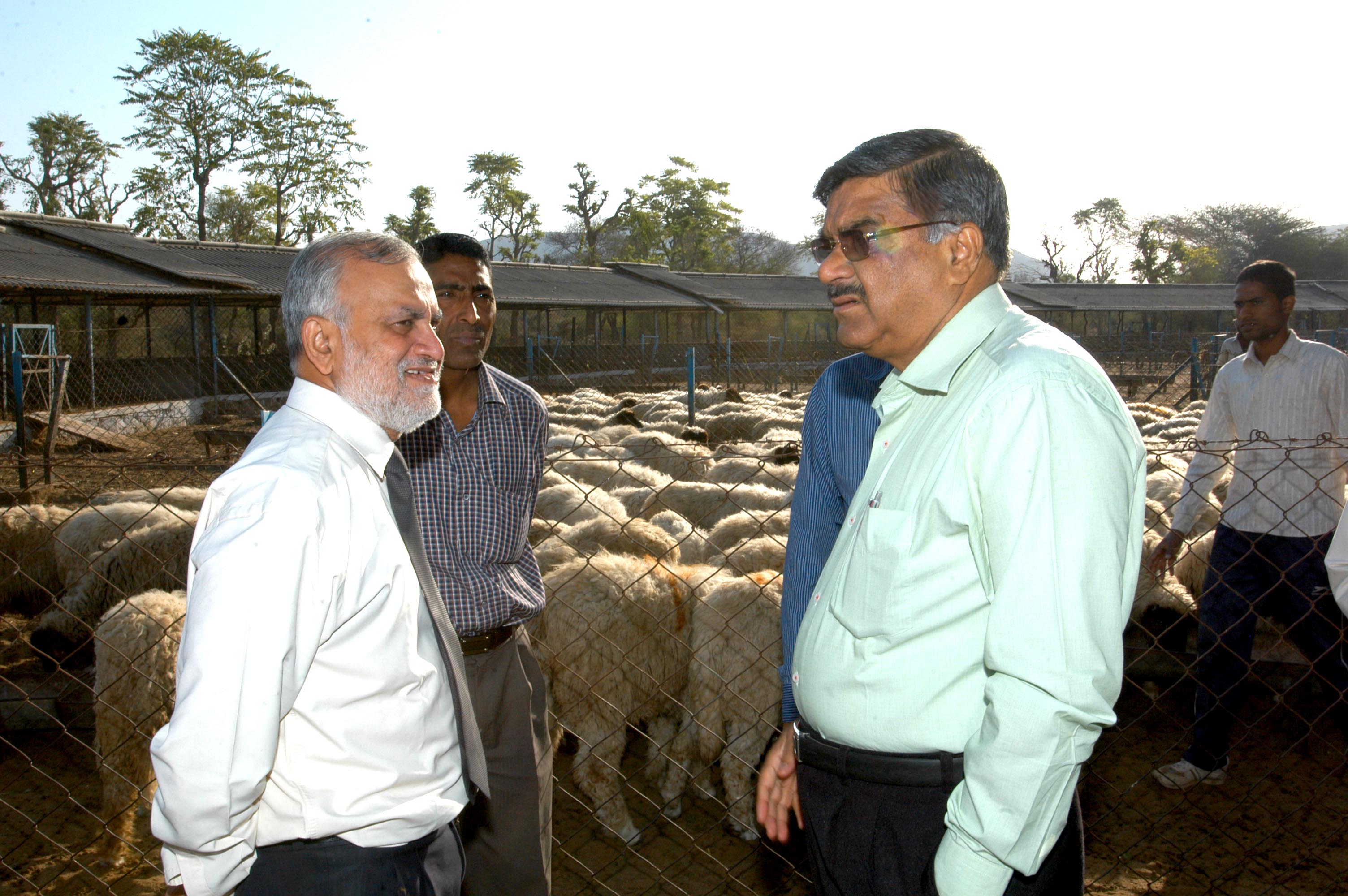 Discussion at Sheep Sector 18 