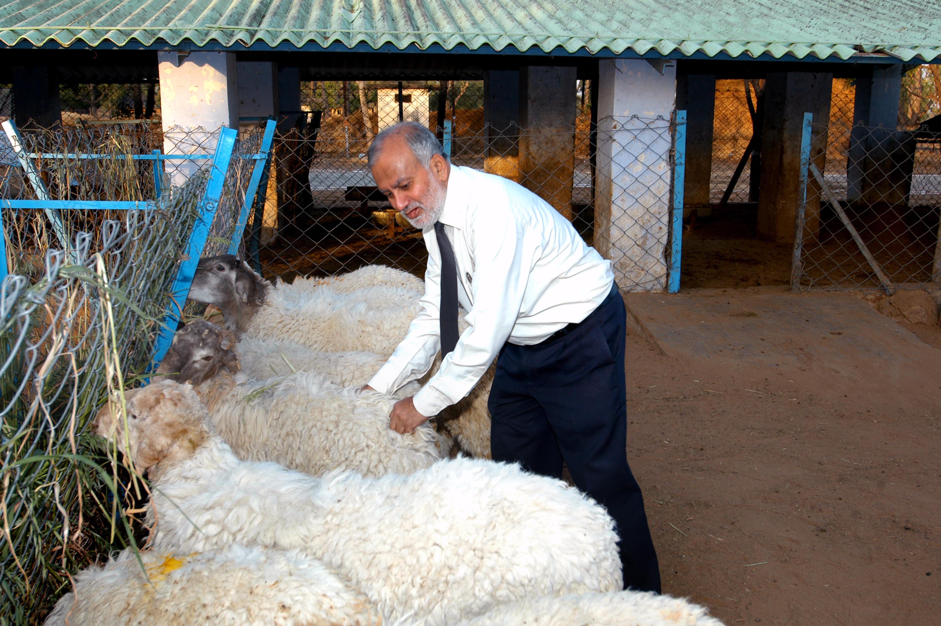 Managing Live stock @ Sheep Sector no 9