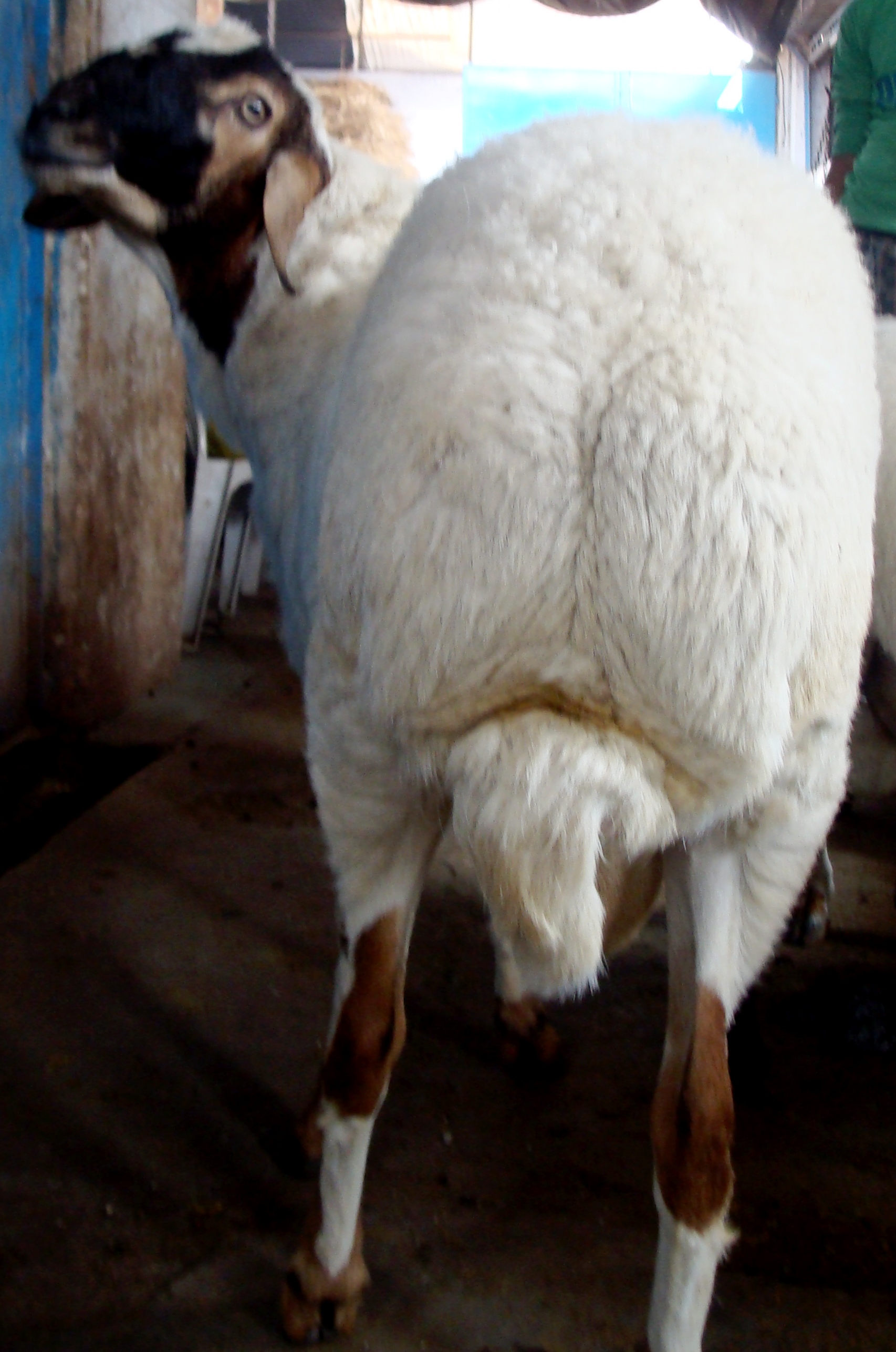 Central Sheep and Wool Research Institute, Avikanagar