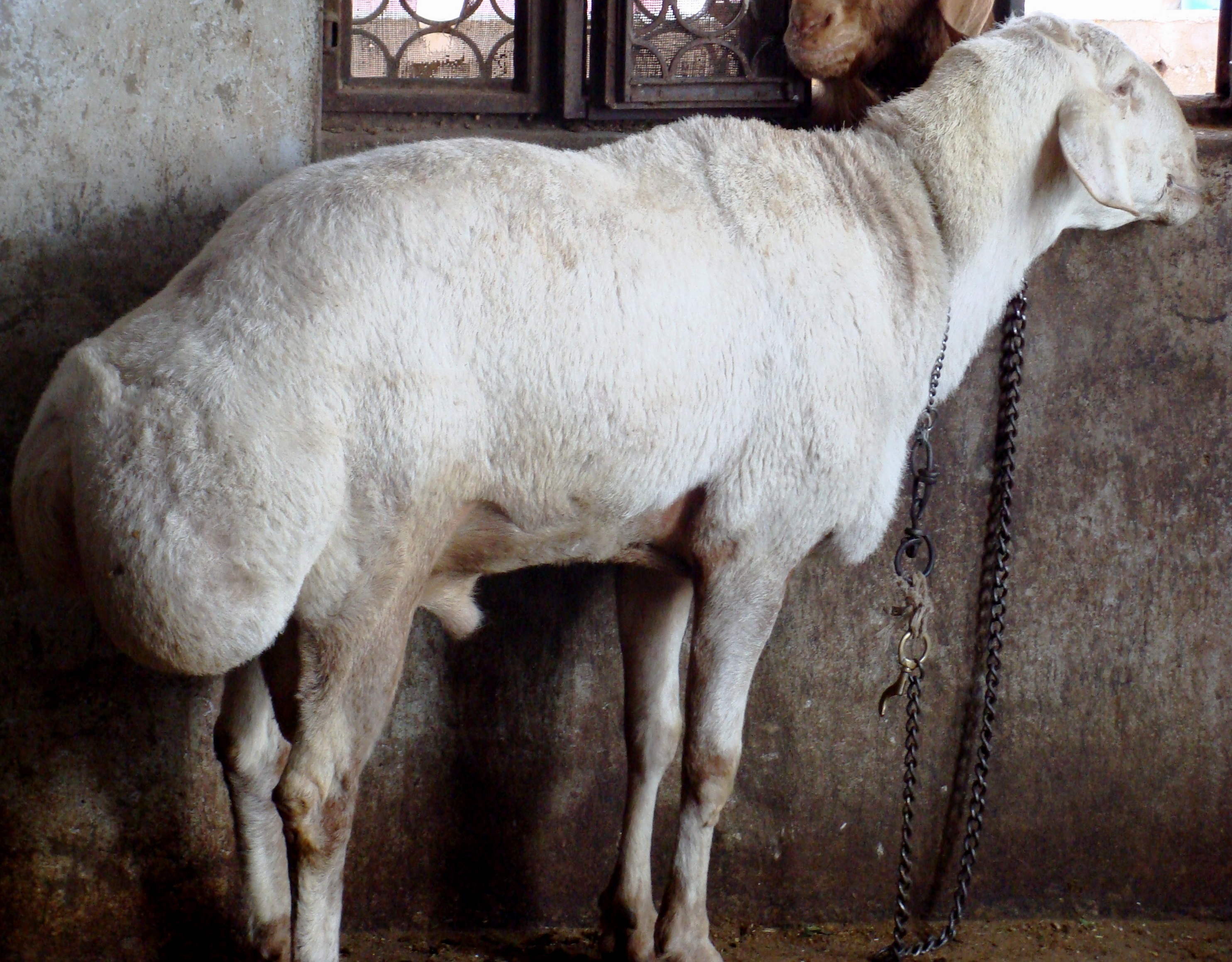 Central Sheep and Wool Research Institute, Avikanagar